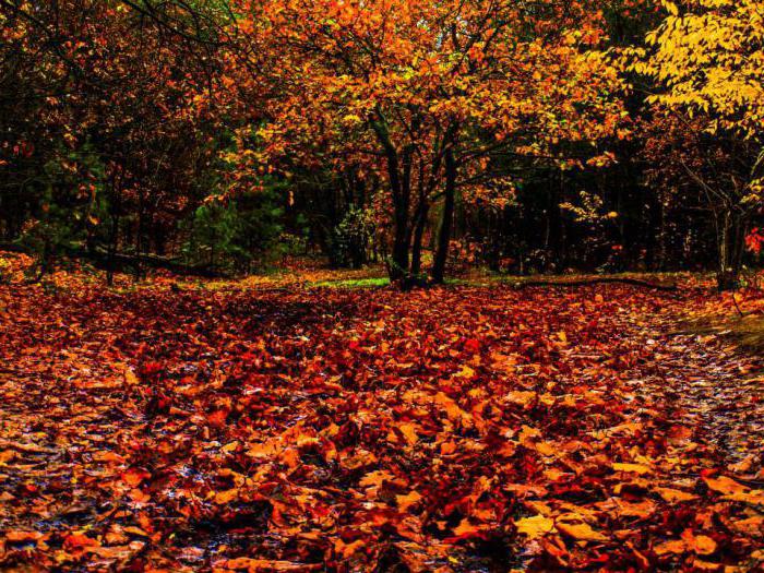 Eekbana aus den Blättern durch eigene Hände Herbst