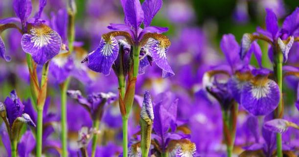 Blumen Iris Pflege