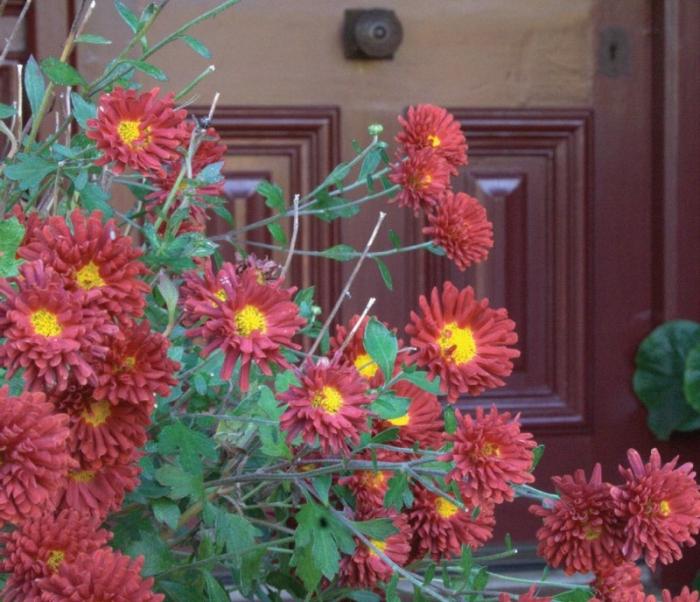 Wie versteckt man Chrysanthemen im Garten für den Winter?