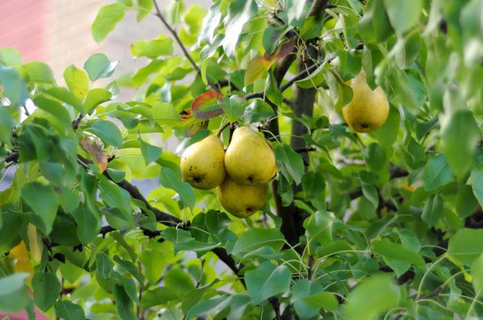 Wie man eine Birne im Frühling pflanzt: Tipps und Tricks