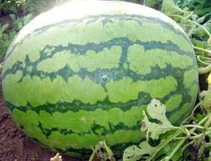 Wie man eine Wassermelone in Sibirien anbaut