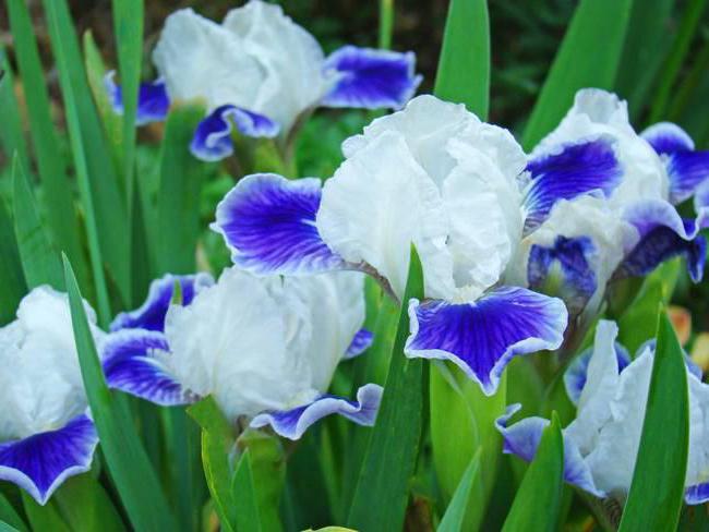 Kasatik - eine Blume, die von vielen Gärtnern geliebt wird