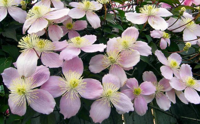 Clematis mountain pink: Pflanzung und Pflege, Bewertungen, Fotos