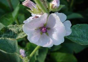 Malva: Pflanzung und Pflege der Blume