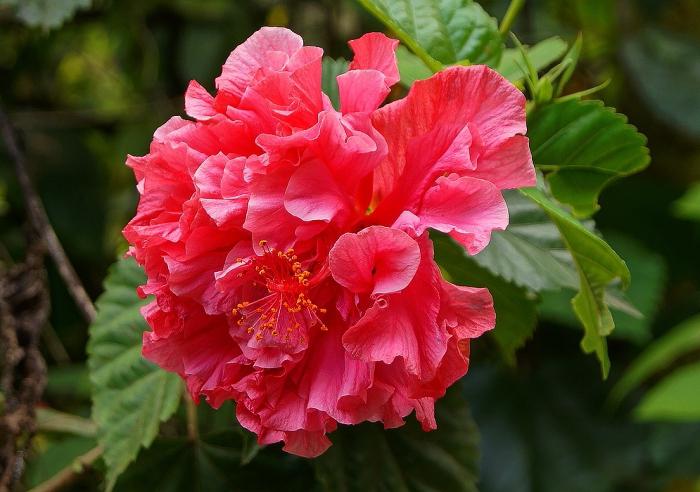 Wie launisch ist eine chinesische Rose - kann man Häuser behalten?