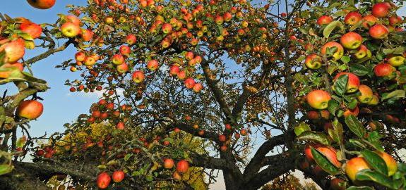 Brauchst du im Sommer Apfelbäume zu schneiden?