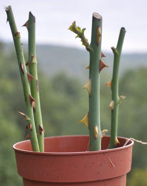 Ist es notwendig, Rosen für den Winter zu schneiden - Beratung von Spezialisten