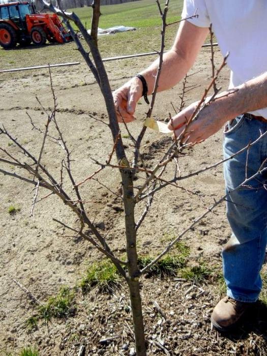 Apfelbäume im Frühjahr beschneiden: Tipps für Gärtner