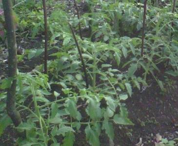 Ogorododarnye Probleme: Pflanzung von Setzlingen Tomate in den Boden