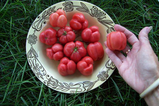 Beschreibung und Testberichte: Tomaten 