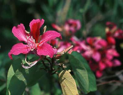 Bauchinia-orchideenbaum zu Hause