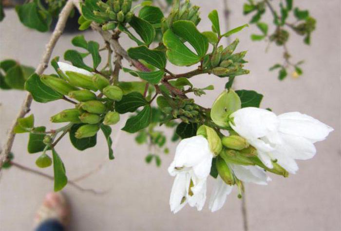 Bauhinia-orchideenbaum, der von den Samen wächst