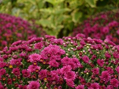 Herbststerne - Chrysanthemen multiflora: Pflege und Wachstum im Garten und zu Hause