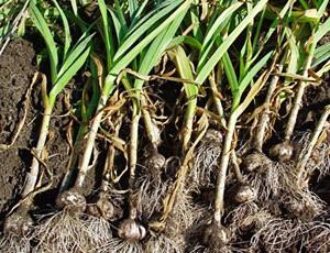 Top-Dressing von Knoblauch im Frühjahr