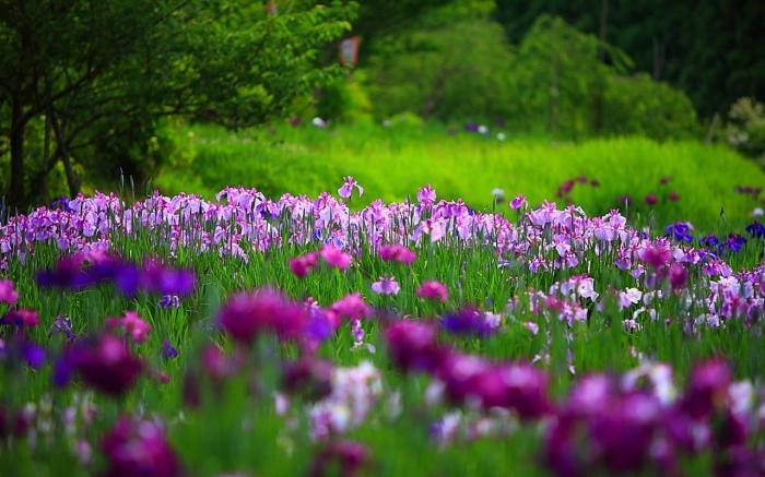 Iris im Frühjahr pflanzen - Tipps und Tricks