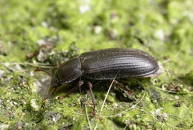 Im Haus waren schwarze Käfer