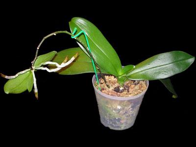 Erzähle dir, wie man eine Orchidee zu Hause pflanzt. Teilung von Rhizomen, Stecklinge und Wurzeln von in der Luft lebenden Kindern