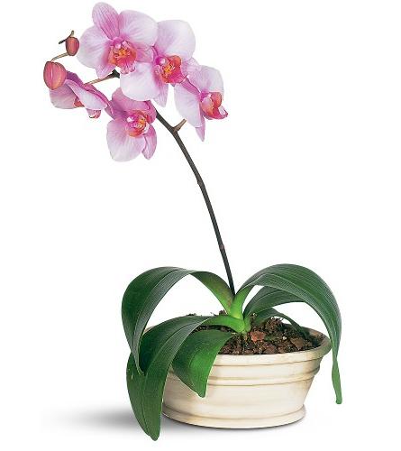 blühende Orchideen zu Hause