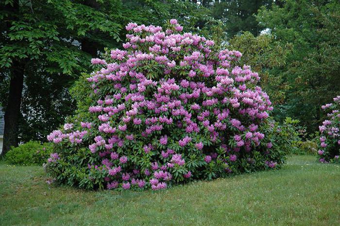 Rhododendron, frostresistente Sorten: Beschreibung, Merkmale, Arten, Anbau und Reaktionen