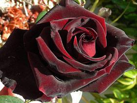 Rose schwarzer Magier 