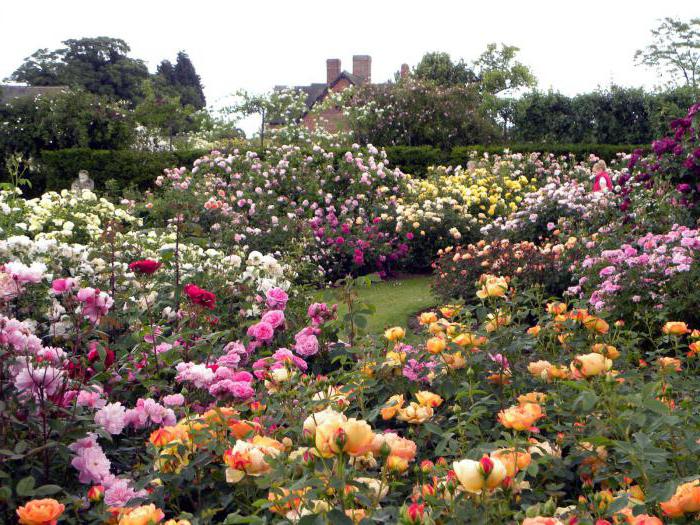 Garten Rosenanbau Foto