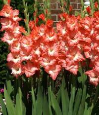 Geheimnisse der Gartenarbeit: Wie man Gladiolenbirnen speichert?
