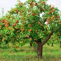 Geheimnisse der Gartenarbeit: Apfel Top Dressing im Herbst