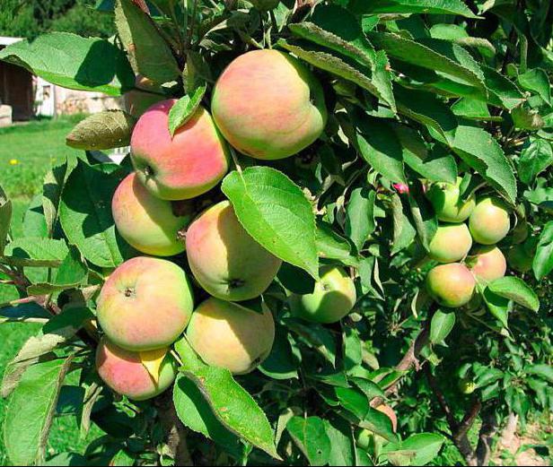 Apfelbaum Präsident Foto