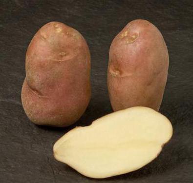 Kartoffelsämlinge