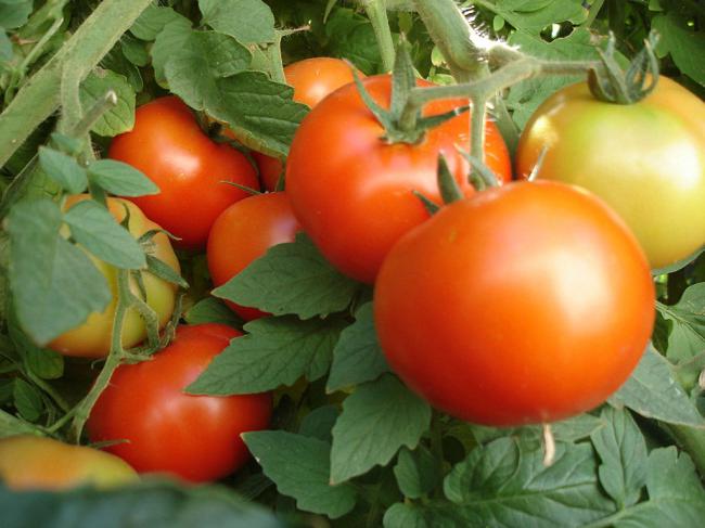 Großknochige, grobknochige Tomate