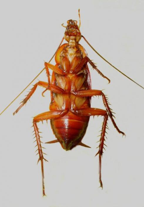 Kakerlaken, Insekten: Fortpflanzung, Ursachen des Auftretens und Möglichkeiten, sie zu bekämpfen