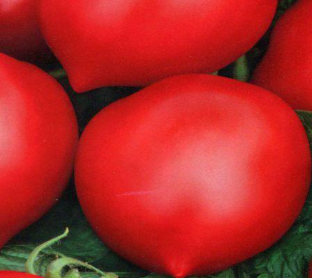 Tomate Hali Gali