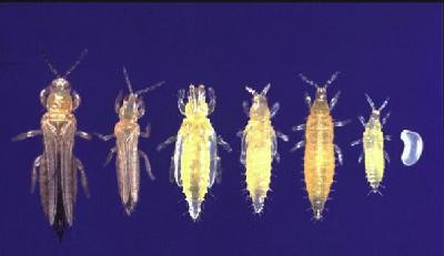 Thrips auf Zimmerpflanzen. Großer Schaden durch kleine Schädlinge