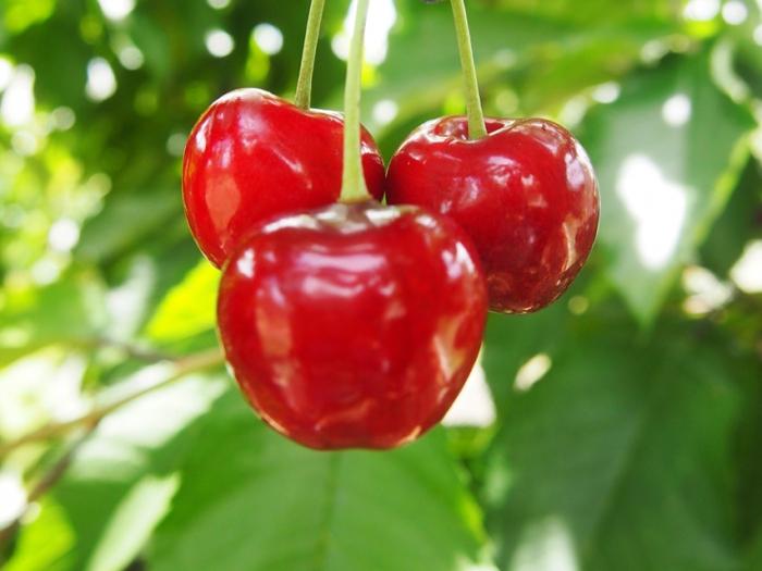 Cherry Ordinary - Königin des Frühlingsgartens