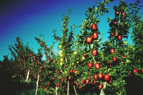 Apfelbaum pflanzen und pflegen