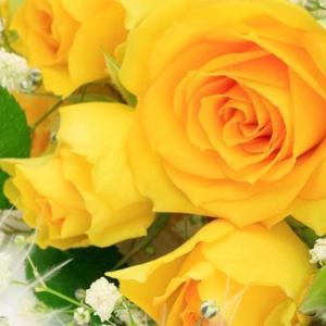 Romantik oder Verrat: Warum träumt eine Rose?