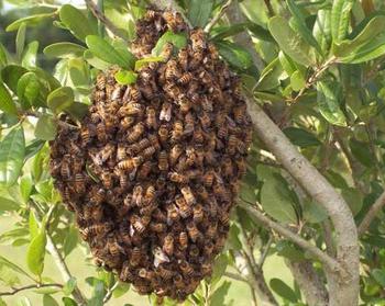 Traumdeutung: Worüber Bienen geträumt haben