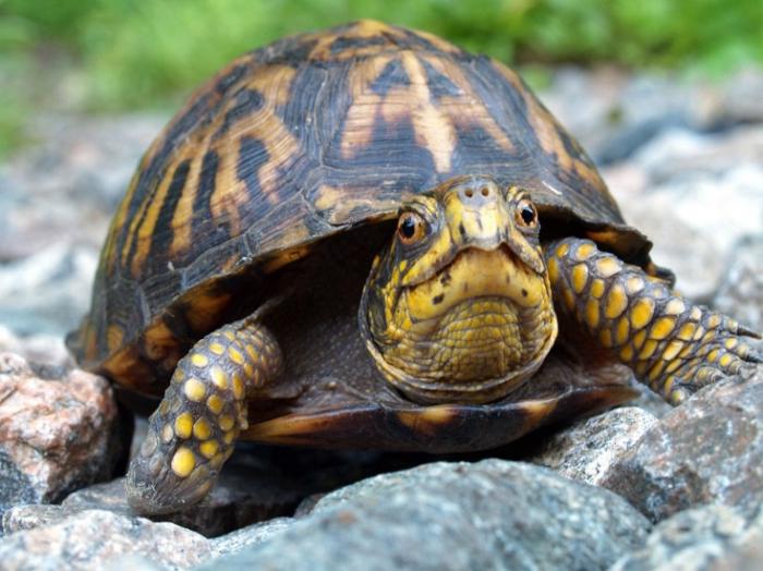 Traum: wovon träumt die Schildkröte?