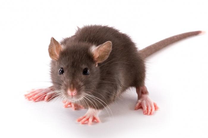 Ich träumte von Ratten: Alarm schlagen oder nicht?