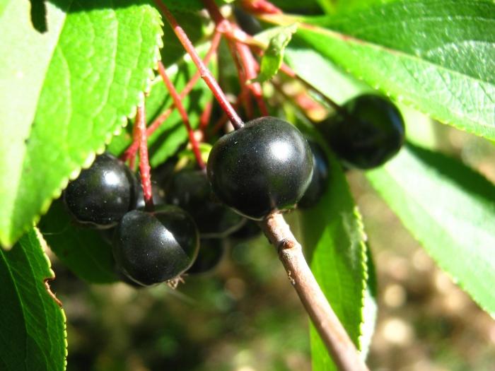 hausgemachter Likör aus schwarzen Aronia