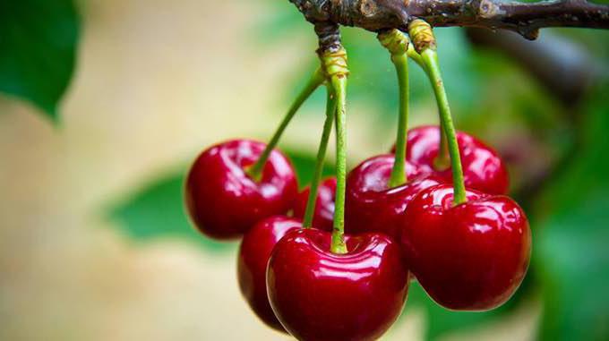 Nutzen und Schaden der Süßkirsche. Die heilenden Eigenschaften von Sommerbeeren