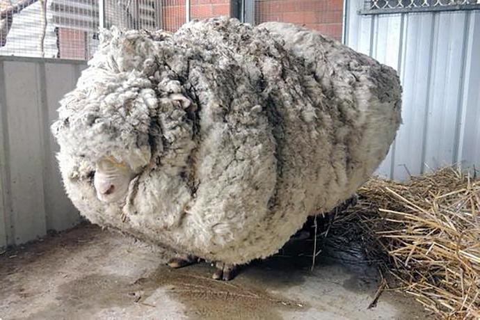 Garn Australian Merino