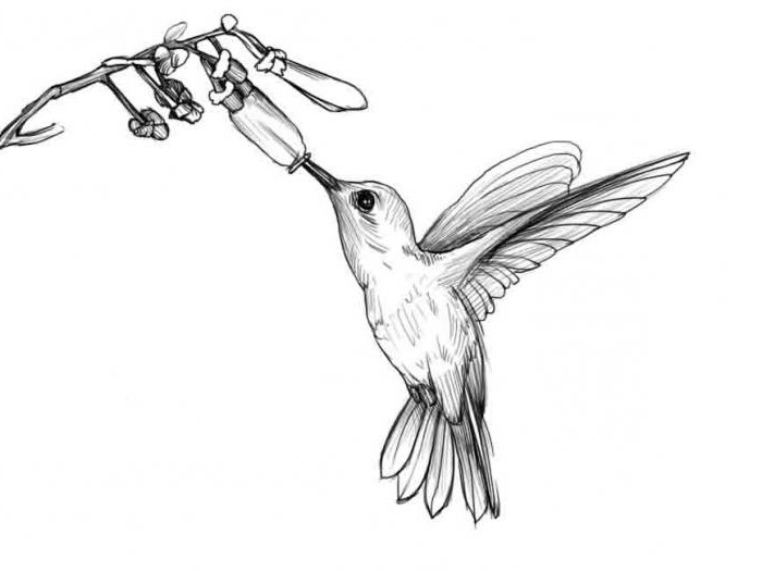 Wie man einen Kolibri einfach und schnell zeichnet
