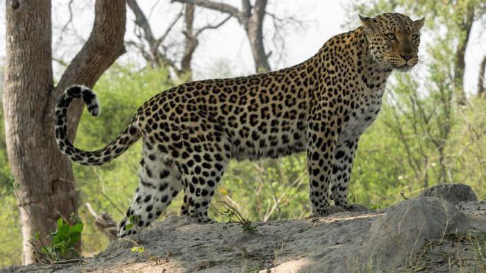 Afrikanischer Leopard 