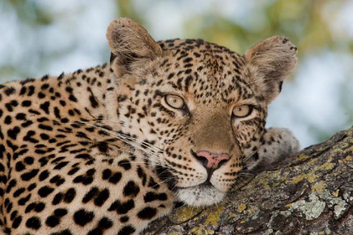 afrikanische Leopard Beschreibung 