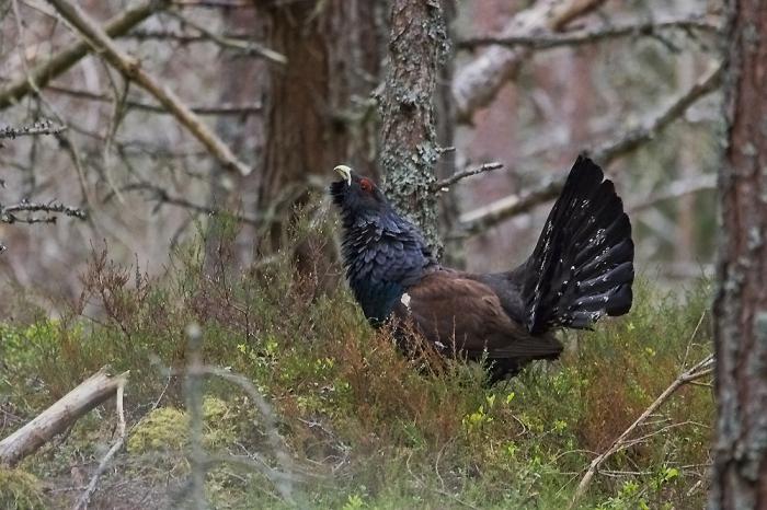 Was isst Auerhahn? Auerhahn (Vogel): Foto und Beschreibung