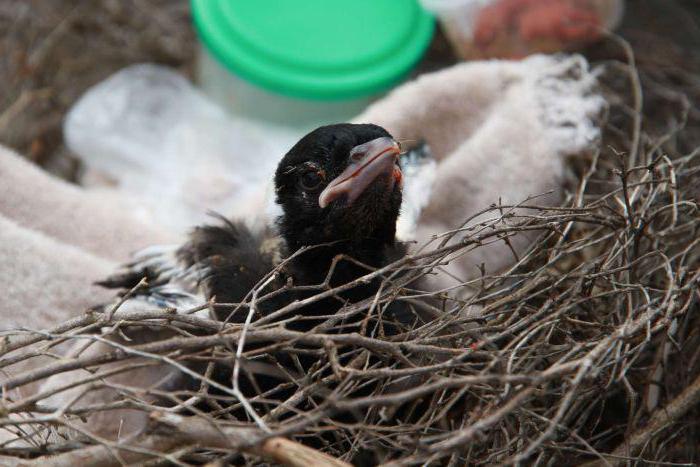 Was, wenn das Küken aus dem Nest fiel? Wie kann ich speichern?