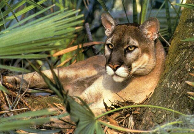 Florida Puma Foto