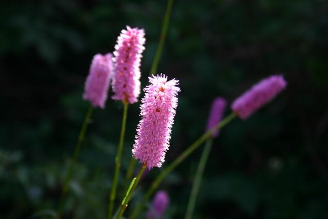 Hochlandschlange (Poligonum bistorta L.)