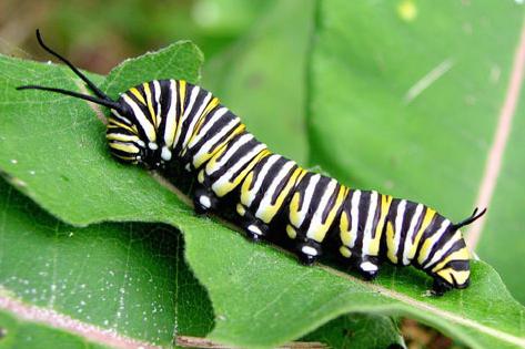 wie die Raupe sich in einen Schmetterling verwandelt